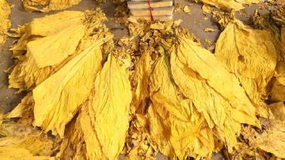 建始：圆满完成两烟收购目标任务