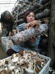 野三关镇高阳寨村：香菇敲开“致富门”