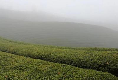 鹤峰鑫农茶业跻身农业产业化“国家队” 