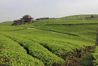 打造精准扶贫新样板 ——杭州市帮扶建设龙马现代茶产业示范园