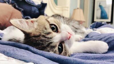 女白领抱猫睡觉染上猫癣 胸腹部长出硬币大小红斑