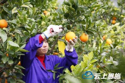 巴东 | 网络订单络绎不绝 果农采摘不亦乐乎