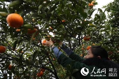 鹤峰：“椪柑+文化旅游”深度融合 白族山乡举办首届椪柑节