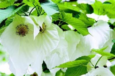 宣恩确定“县树”“县花”