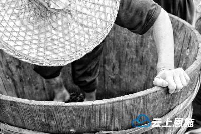 鹤峰：追寻茶马古道文化遗存 还原“皇后茶”制作工艺流程