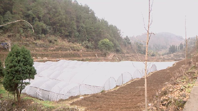 咸丰县苏家坪村：种植中药材，踏上幸福路