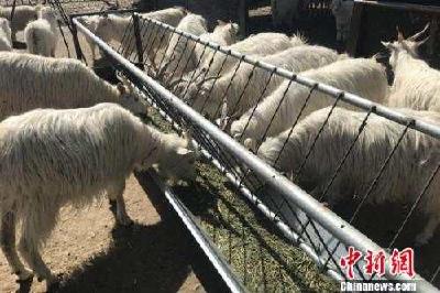 “羊贵妃”来了！还能好好吃火锅、喝羊汤吗？