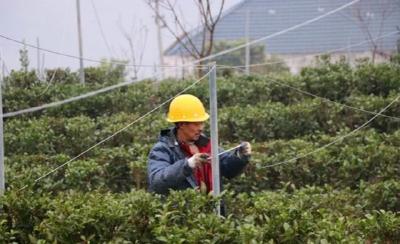 杭州下城帮扶1100万元 助巴东羊乳山打造抹茶基地