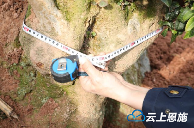 巴东发现树龄两百年以上古茶树群落