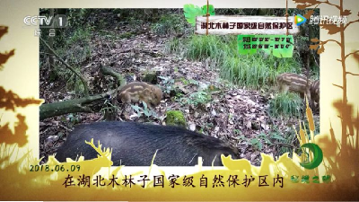 恩施木林子保护区的野猪宝宝登上了央视大舞台