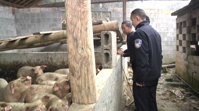 宣恩：民警喂猪故事多 温情执法暖人心