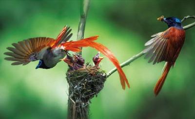 《恩施鸟类资源》正式出版