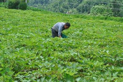 关于建中药材基地  兴药化产业的建议