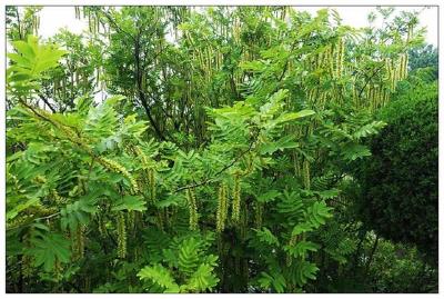 湖北新通过两项林业地方标准