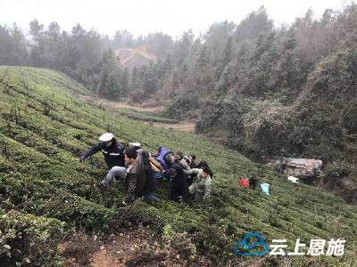 鹤峰:三轮车翻落茶山两人被困 警民联手紧急施救