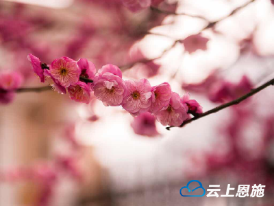 寒冬腊梅 赛雪欺霜