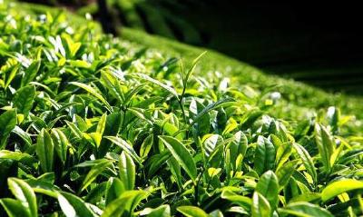 找准产业突破口壮大茶业助脱贫——杭州市重点帮扶恩施州发展壮大茶产业纪实