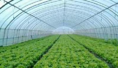 公司+基地，绿了蔬菜大棚—— 野三关的贫困户“笑了”