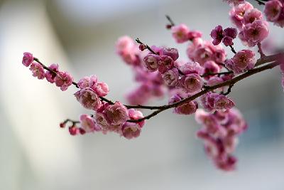 【纪检人·镜头】廉如梅花不畏寒