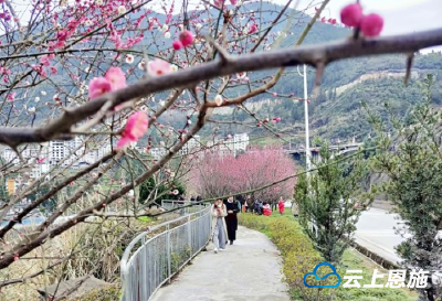 鹤峰：春节踏青好去处 应是梅香满城来