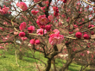 恩施：春到梅花开 引得蜜蜂来