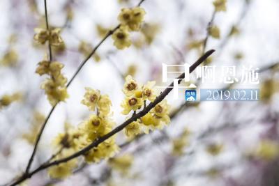 早啊！恩施（2019.02.11）