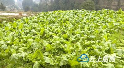 利川文斗：鄂渝联合促产业发展脱贫增收