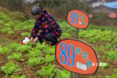 宣恩“微菜园”里的大民生