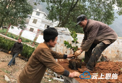 巴东官渡口镇免费为村民发放柑橘苗618000株
