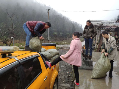 鹤峰：尖刀班谋划产业助农富