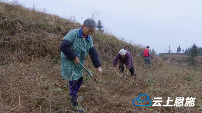 来凤沙道湾村：藤茶基地剪枝育苗忙