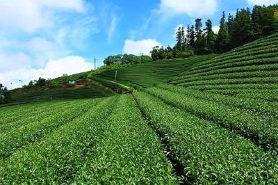恩施：立足实际 解决茶园用工荒