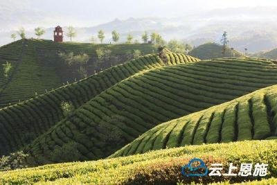 鹤峰：茶山如画 霜冻延迟采期 茶农加强管理