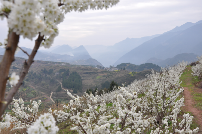 千里似雪春更浓 巴东马家村200亩李子树花开正盛（组图）