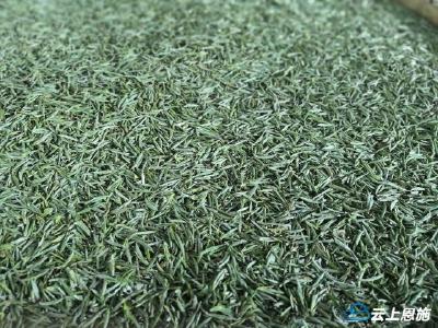 咸丰：芽茶初露制茶忙