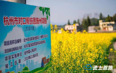 【东西部扶贫协作】油菜花开惹人醉 对口帮扶显成效