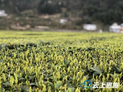 春茶吐翠：咸丰16万亩茶叶陆续开园采摘