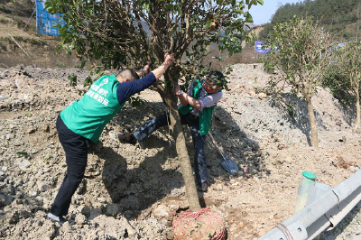 春意盎然植树忙，绿化公路保舒美