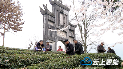 恩施市近32万亩春茶陆续开采