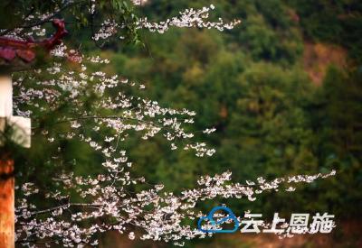 鹤峰：土司西府芭蕉河 鸟语花香 碧水映春