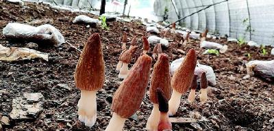 恩施：春寒料峭羊肚菌破土而出