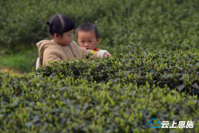 宣恩：茶园里的特别风景线