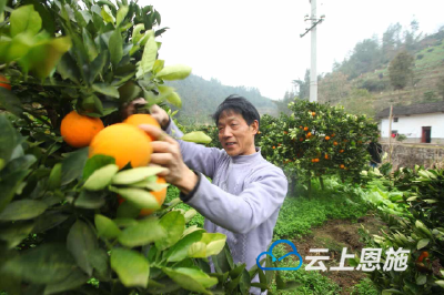 巴东 | 柑橘树种出致富果