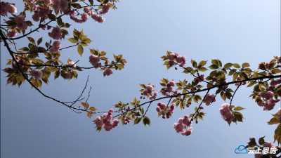 不负好春光 浪漫樱花校园行