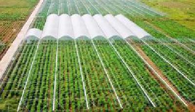 恩施市农业产业化扶贫带动5万余贫困户增收