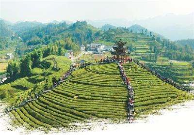 图文：浪漫宣恩 茶贡天下
