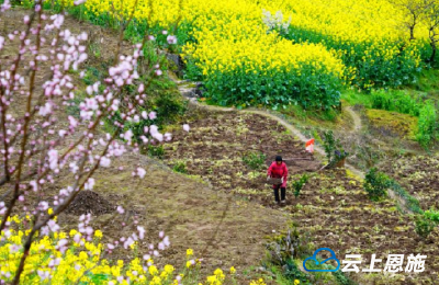 鹤峰：菜苔开花 醉美乡间