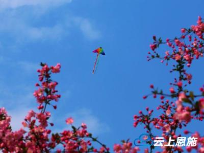 鹤峰： 儿童放学归来早，忙趁东风放纸鸢