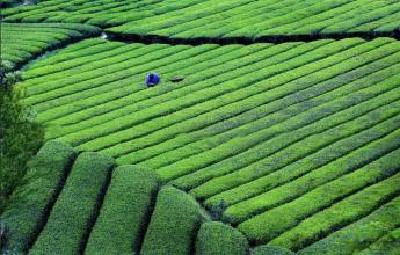 伍家台“贡茶仙子”评选启动