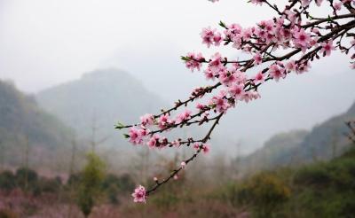视频 | 春风暖 百花开 又是一年赏花时